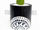 Cactus pots
