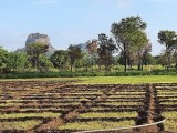 Land For Sale in Sigiriya