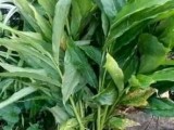 එනසාල්  පැල Cardamom Plants