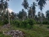 52 acres with Cinnamon and bananas for  undergrowth cultivation