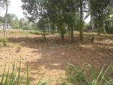 Ragama Batuwatta Land for sale