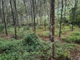 Land for sale Ratnapura