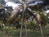 3 acres Land and house for selling from Negombo,SriLanka