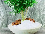 Idda bonsai