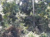 Land for sale in hakmana