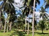 Land for sale from Giriulla,Kurunegala