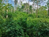 Land for sale in Padukka
