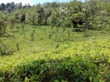 Land for selling from Badulla,SriLanka