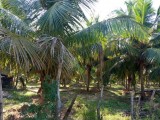 Land for sale in Puttalam