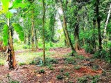 Land for selling from Negombo, Gampaha,SriLanka