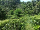 LAND FOR SALE GALLE