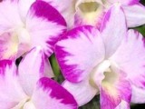 Orchid FLOWER PLANTS FOR SALE RATNAPURA