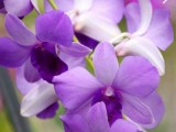 Orchid FLOWER PLANTS FOR SALE KALUTARA