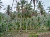 Land for selling from Kurunegala,SriLanka