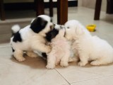 Shitzu  Puppies