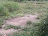 Land For Sale from Gampaha