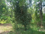 Land with a house for Sale from Mahiyanganaya