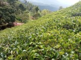 Land for sale in Matale