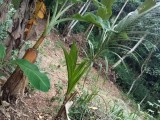 Land for sale in Mapalagama