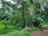 Land for sale from Negombo,Gampaha,SriLanka