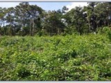 Land for sale from Matale