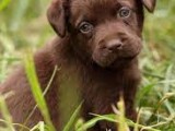 Labrador Puppies ( Chocolate Brown )