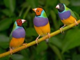 Gouldian Finches