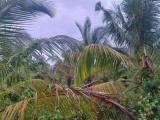 Coconut Estate for sale in Tangalle