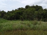 Land for sale from Sigiriya