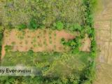 Coconut estate for sale from Gampaha