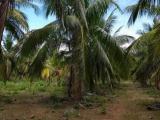 Coconut land for sale Tangalla.