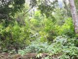 Land for sale from Badulla