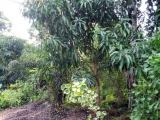 Residential Land for sale from Anuradapuraya