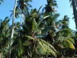 Coconut estate for sale from Kurunegala