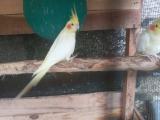 bird for sell