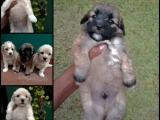 Terrior puppies for sale