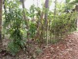 Land for sale from Kalutara