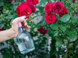 Spray roses plants