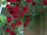 Red Climbing Roses plants