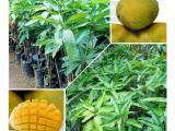 karthacolomba mango plants