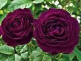rare rose plants