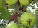 apple guava
