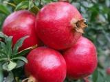 red pomegranate plants