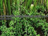 cardamom plants