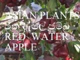 Asian water apple plants