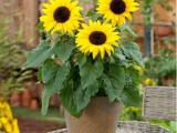 Sunflower plants
