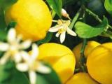 Lemon  plants