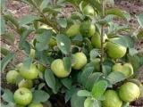 apple guavaa
