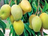 TJC mango plant