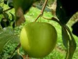 Apple masan plant